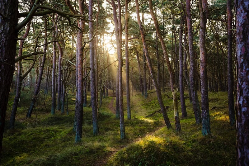 Hiking in the Forest